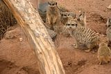 leipzig zoo-01_07_2011_zoo_allgemein_334